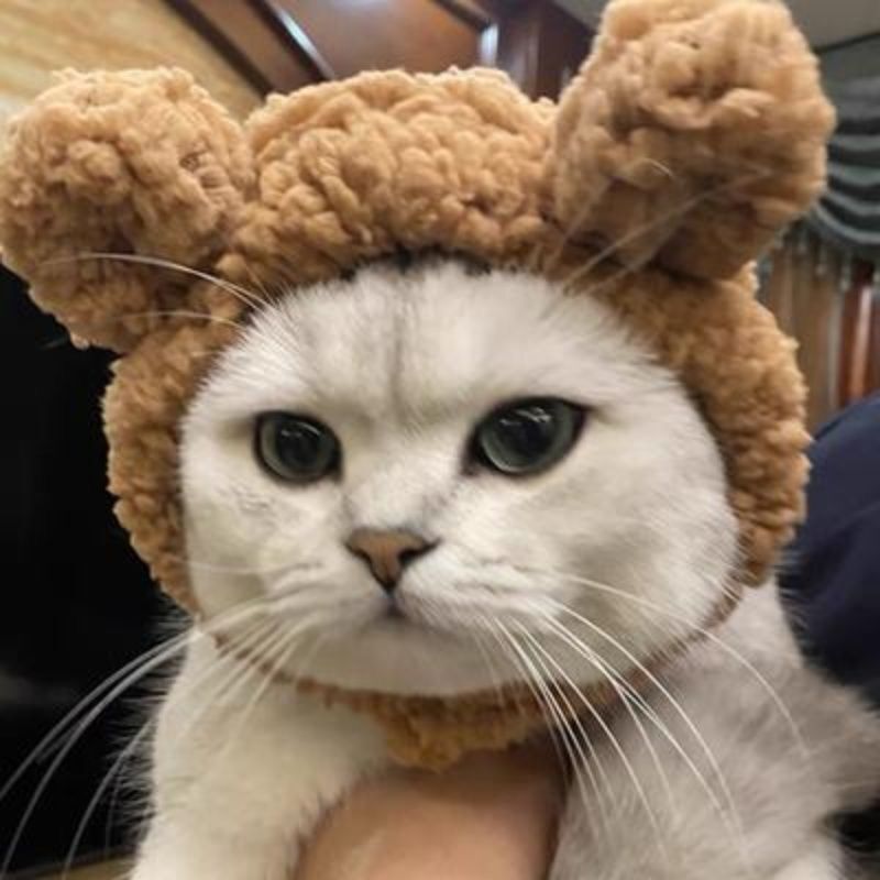 Pet Hat Bear Plush Hood Photo Headwear Dress Up Accessories